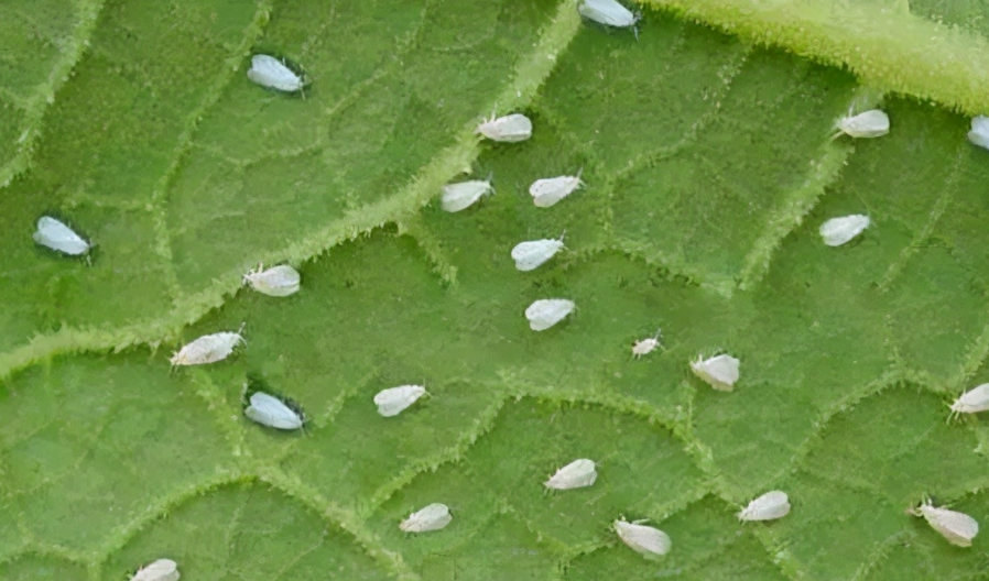 白粉虱最怕什么？