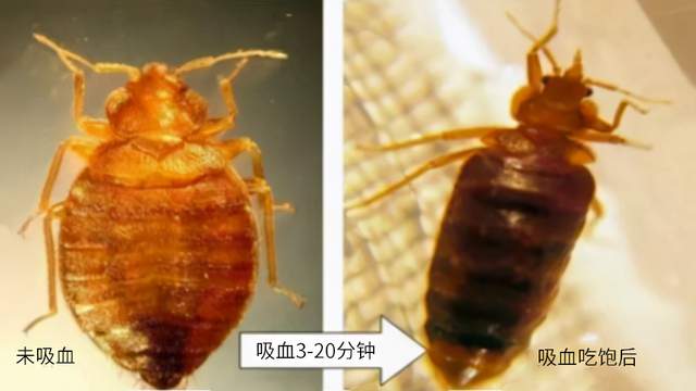 怎樣徹底消滅臭蟲？