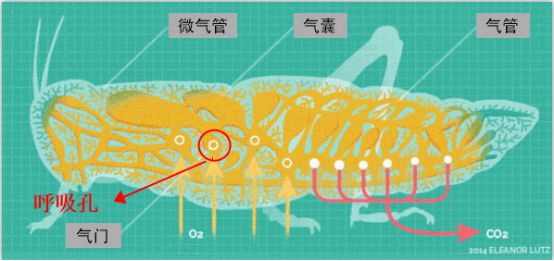為什么蟑螂碰到洗發水會當場死亡？