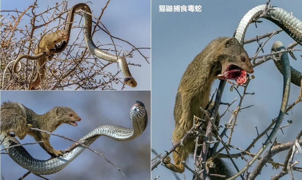 自然界的“解毒大師”中誰最強(qiáng)？